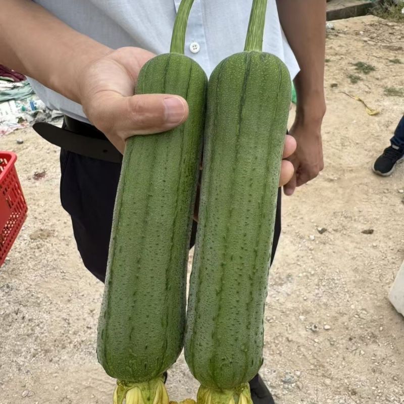 天禧肉丝瓜种子早熟高产皮绿肉嫩脆甜香丝瓜南方北方可种