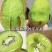 翠香猕猴桃