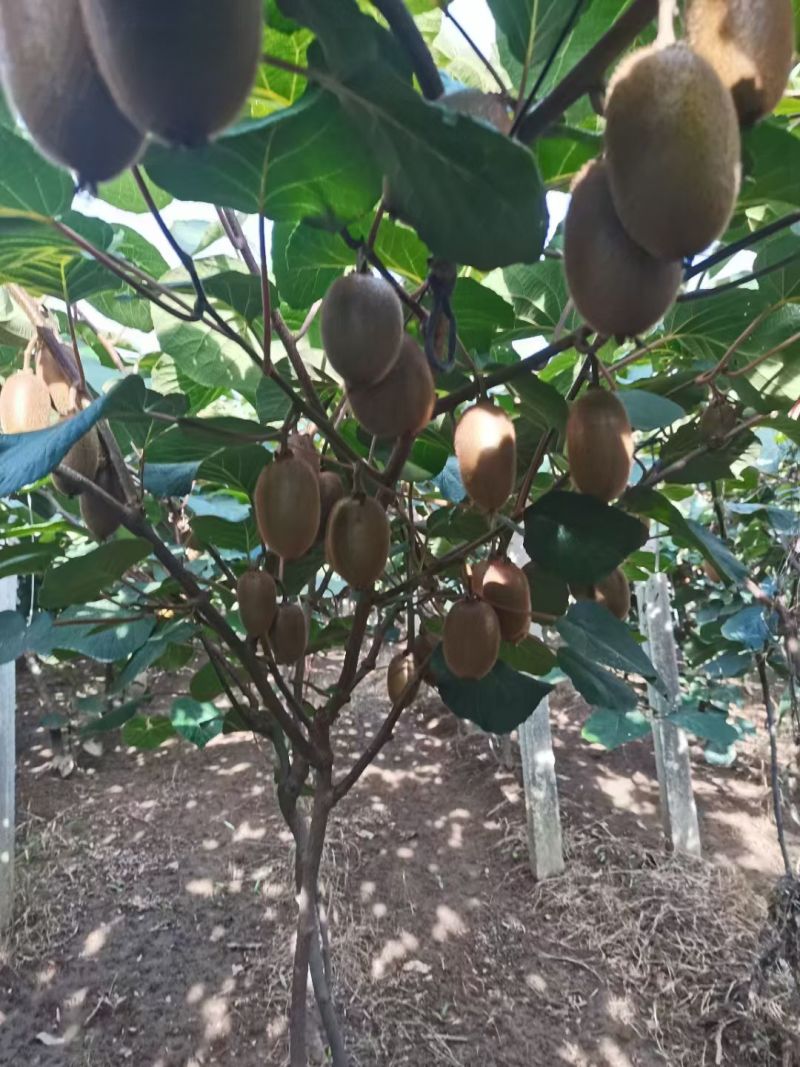 翠香猕猴桃