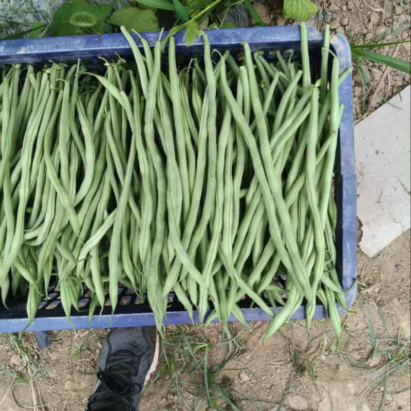 甘肃豆王，豆王，脱水豆王，20万亩基地欢迎选购