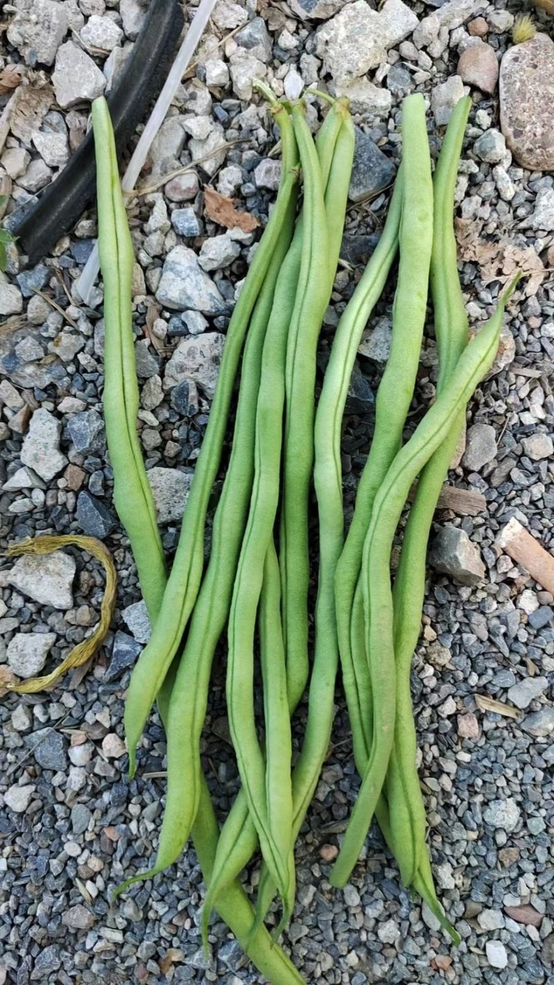 甘肃豆王，豆王，脱水豆王，20万亩基地欢迎选购
