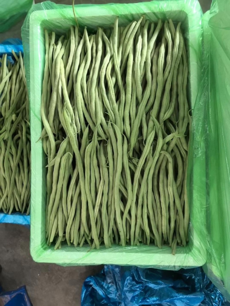 甘肃豆王，豆王，脱水豆王，20万亩基地欢迎选购