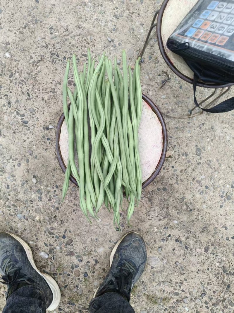 甘肃豆王，豆王，脱水豆王，20万亩基地欢迎选购