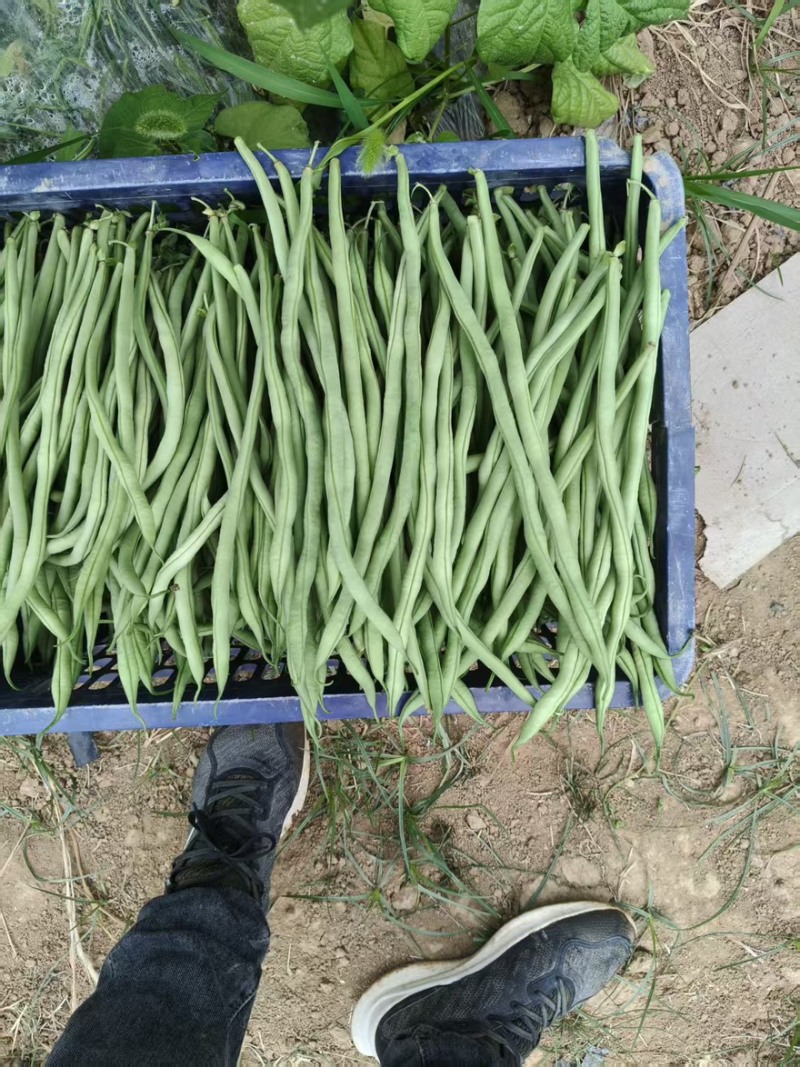 甘肃豆王，豆王，脱水豆王，20万亩基地欢迎选购