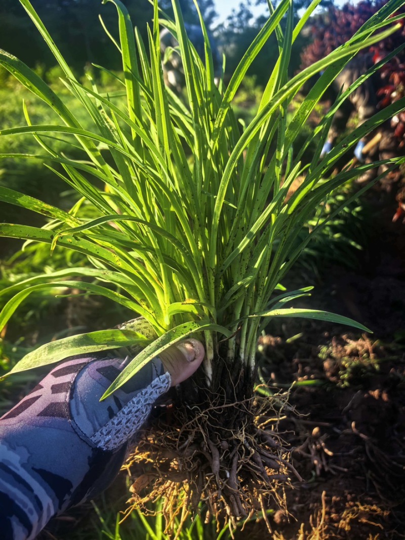 萱草