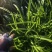 萱草