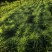 萱草