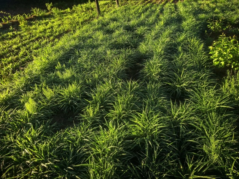 萱草