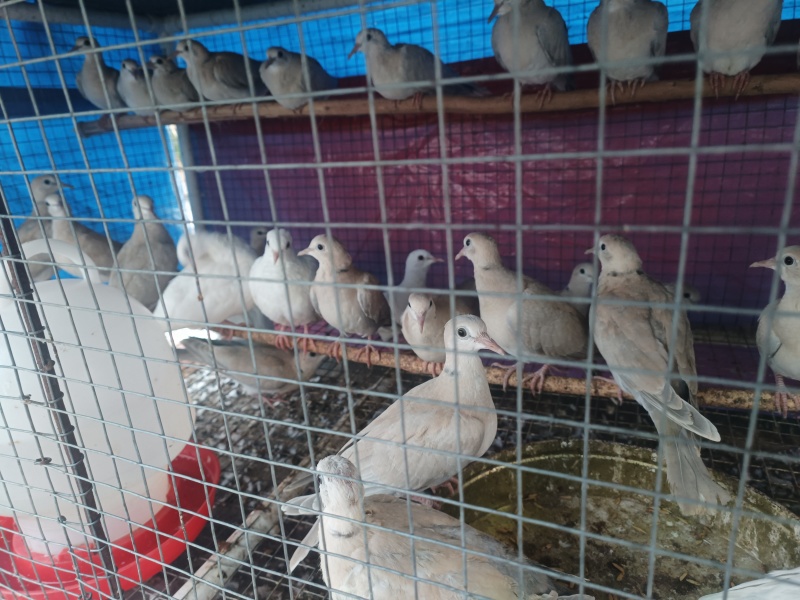 青年鸽子，大量出，批发价