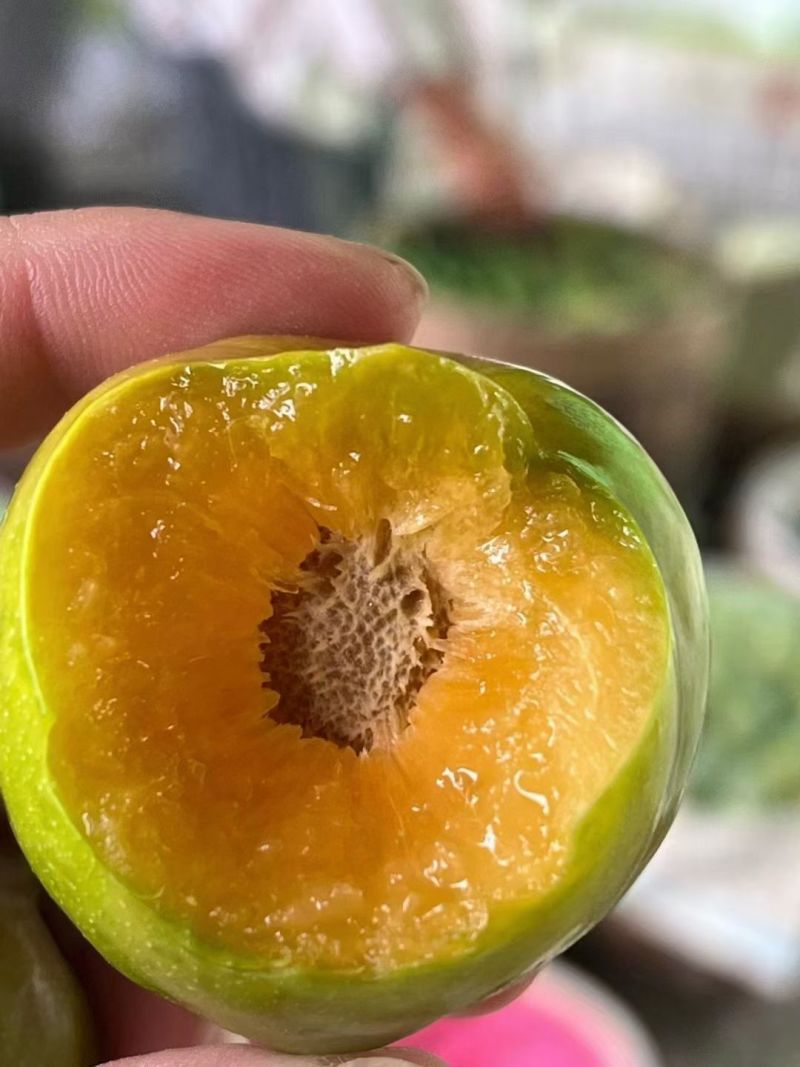 巫山脆李（青皮黄心中熟脆李）