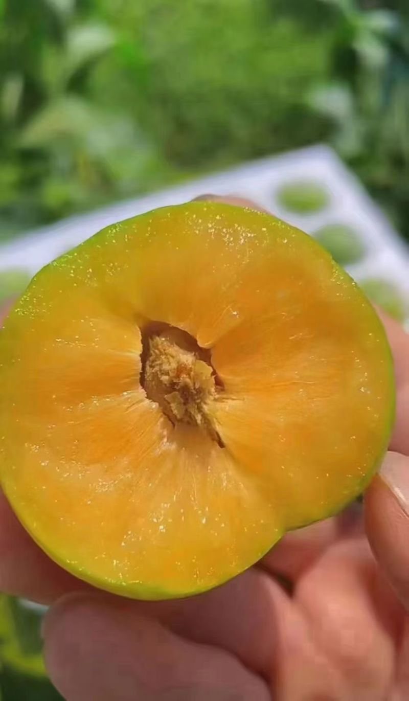 巫山脆李（青皮黄心中熟脆李）
