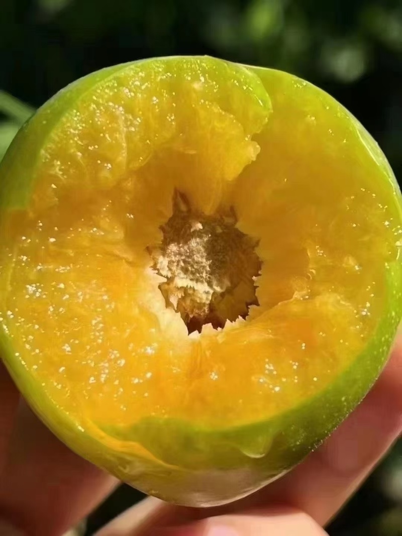 巫山脆李（青皮黄心中熟脆李）