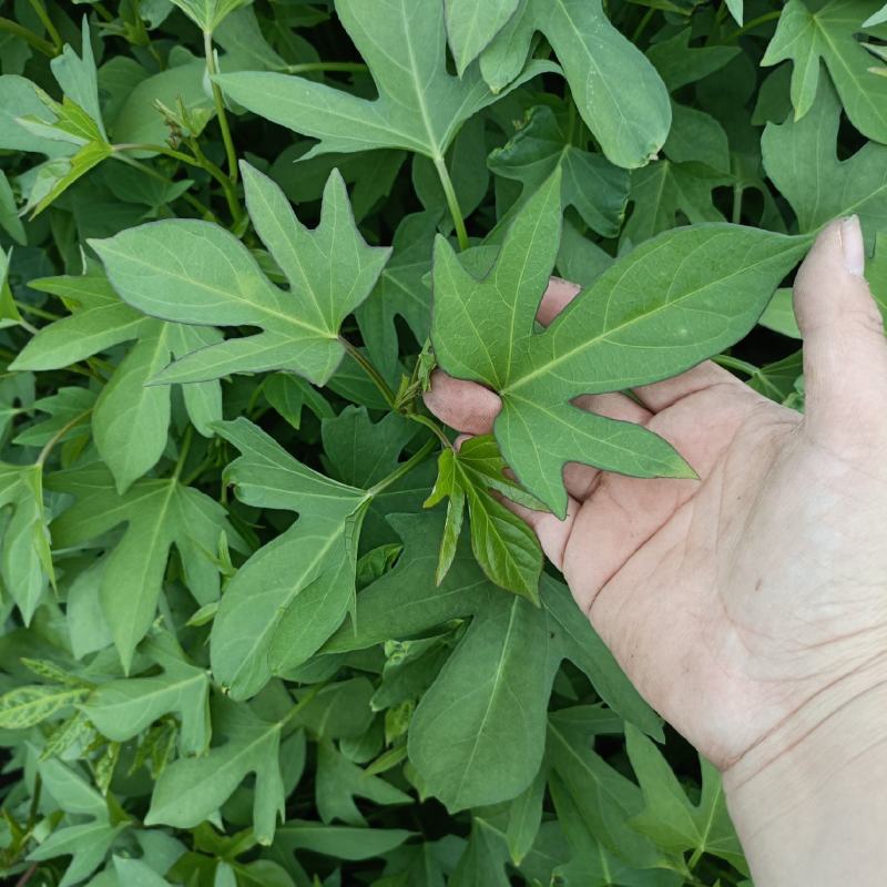 紫薯薯苗，紫薯苗，紫薯苗，徐紫八，脱毒红薯苗可视频看货