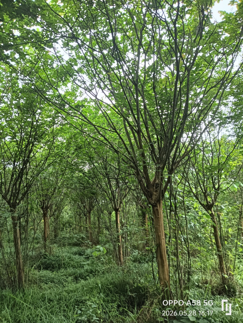 川红紫微