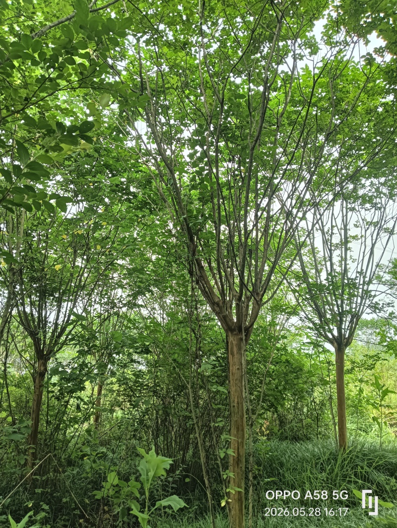 川红紫微