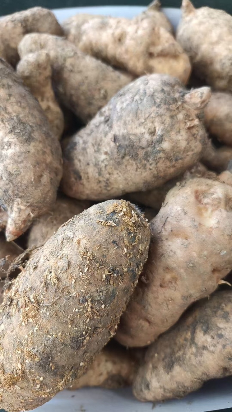 高海拔0代乌麻种苗，贵州，个头大，好种植，好管理