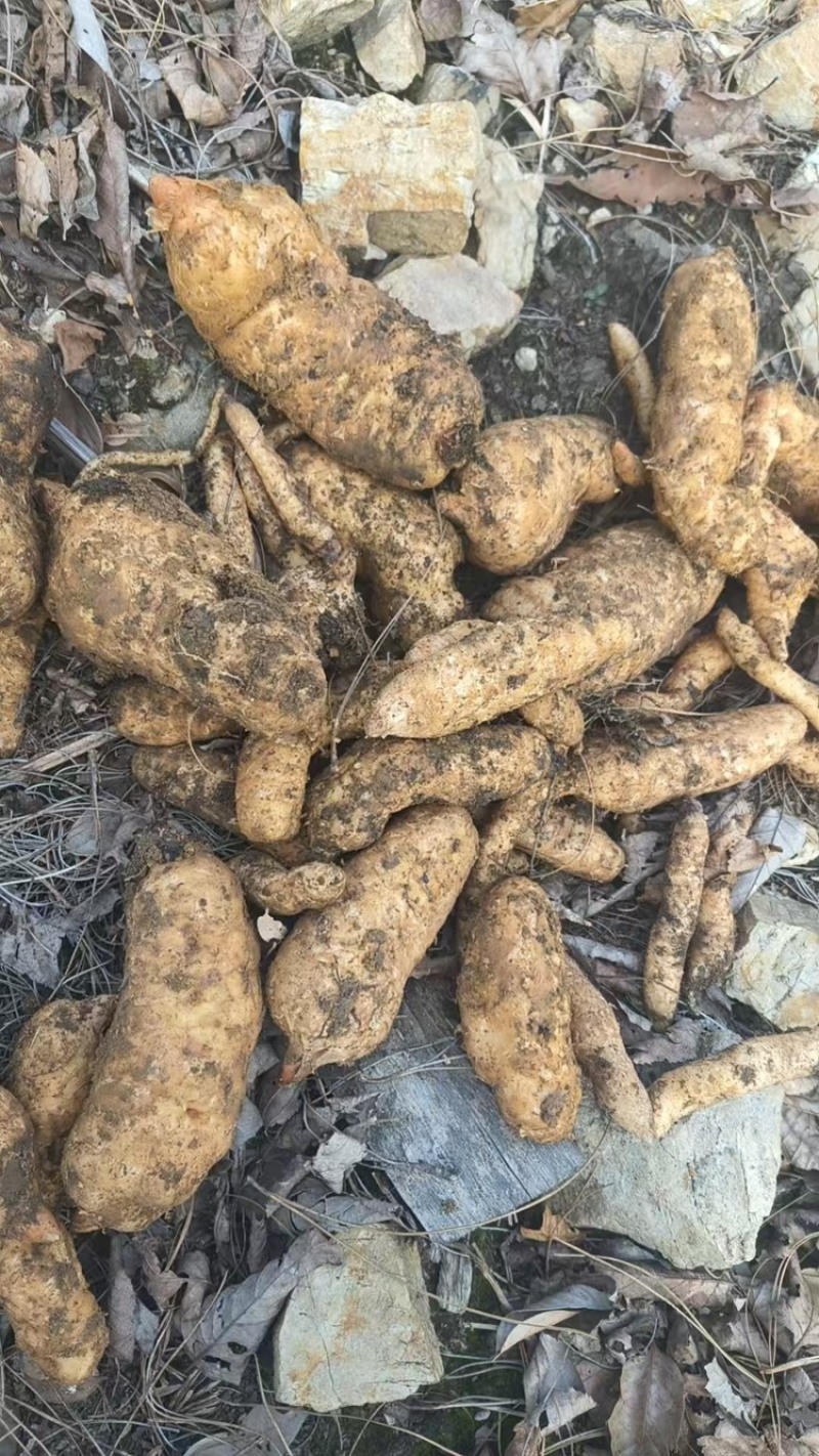 高海拔0代乌麻种苗，贵州，个头大，好种植，好管理