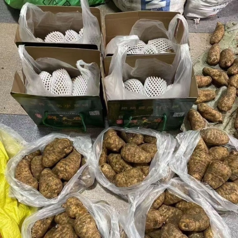 高海拔0代乌麻种苗，贵州，个头大，好种植，好管理