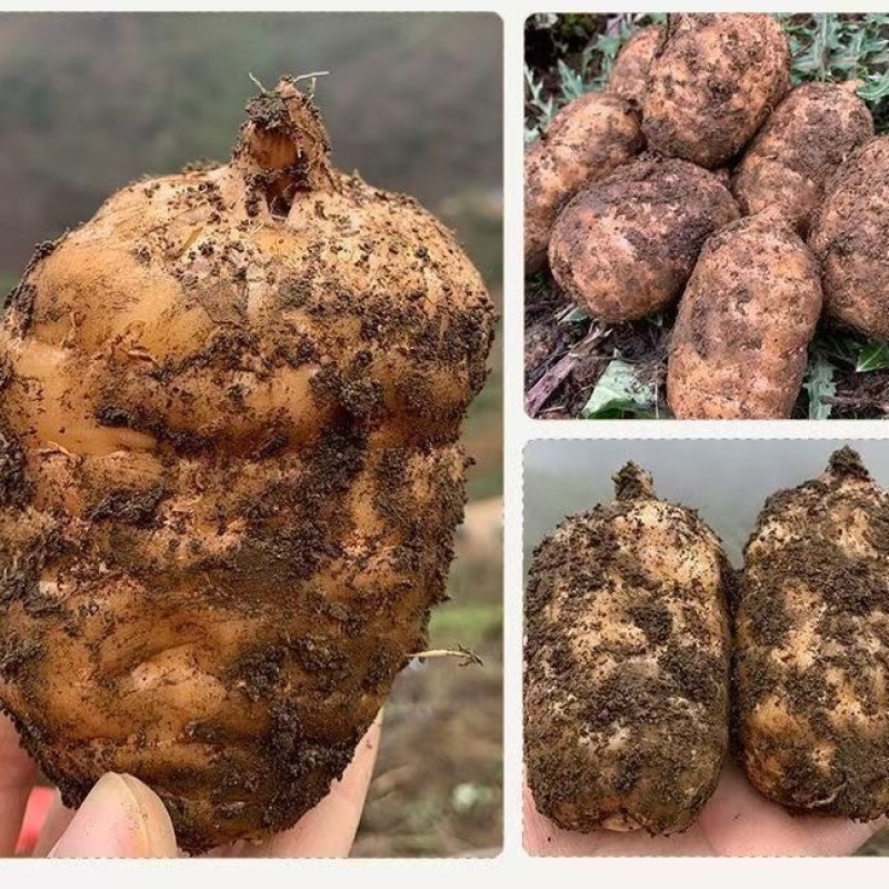 高海拔0代乌麻种苗，贵州，个头大，好种植，好管理