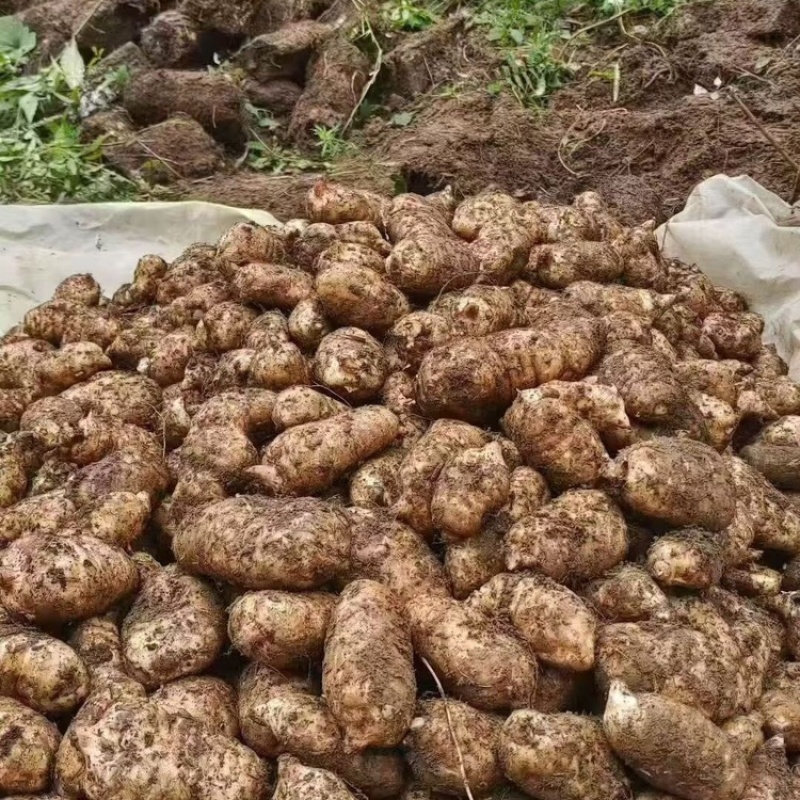 高海拔0代乌麻种苗，贵州，个头大，好种植，好管理