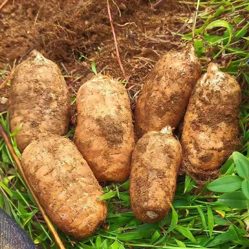 高海拔0代乌麻种苗，贵州，个头大，好种植，好管理