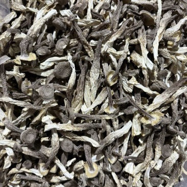 鹿茸菇大量现货厂家直销规格齐全全国发货