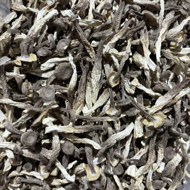 鹿茸菇大量现货厂家直销规格齐全全国发货
