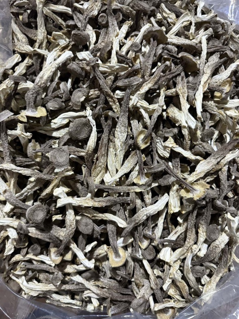 鹿茸菇大量现货厂家直销规格齐全全国发货