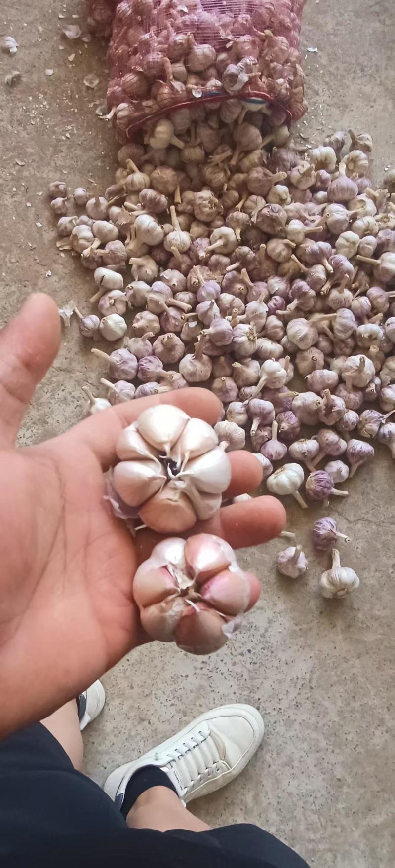 早熟干蒜/可做种子/河南中牟基地供货/货量充足