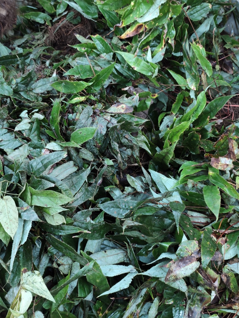 淫羊藿又叫三枝九叶草、仙灵脾