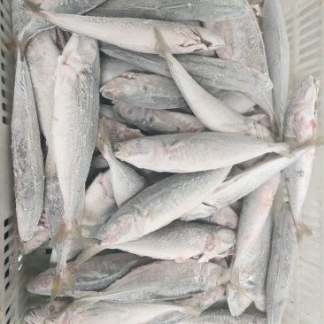 去肚去腮巴浪鱼