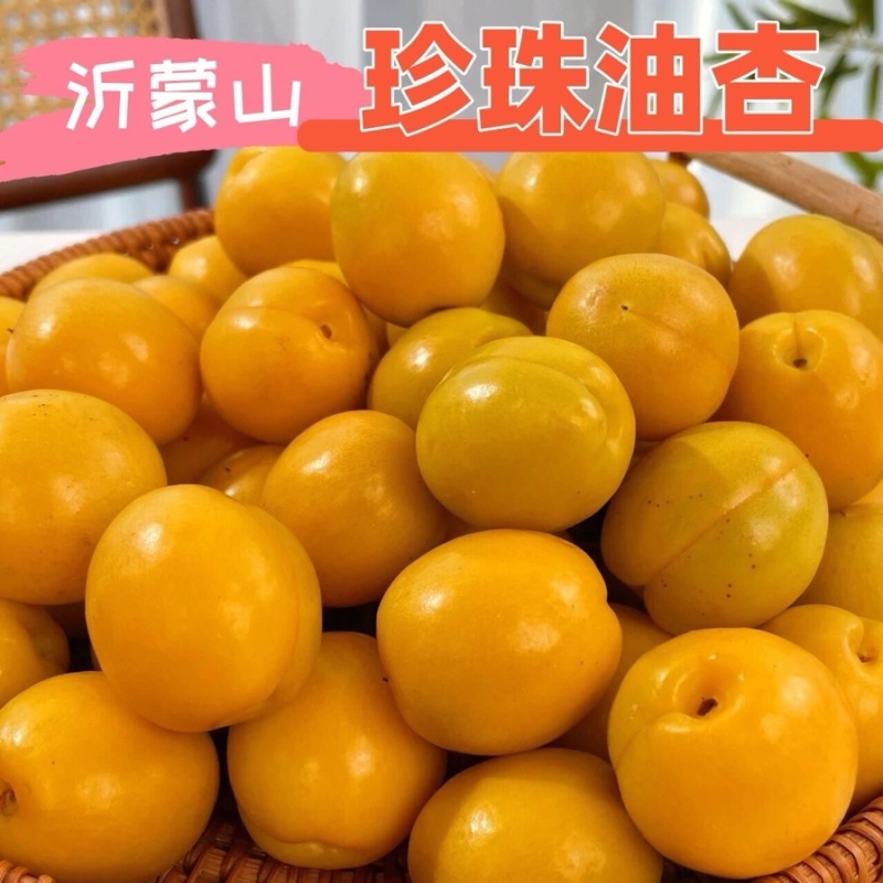 沂蒙山油杏大量上市全国发货对接各大电商市场商超