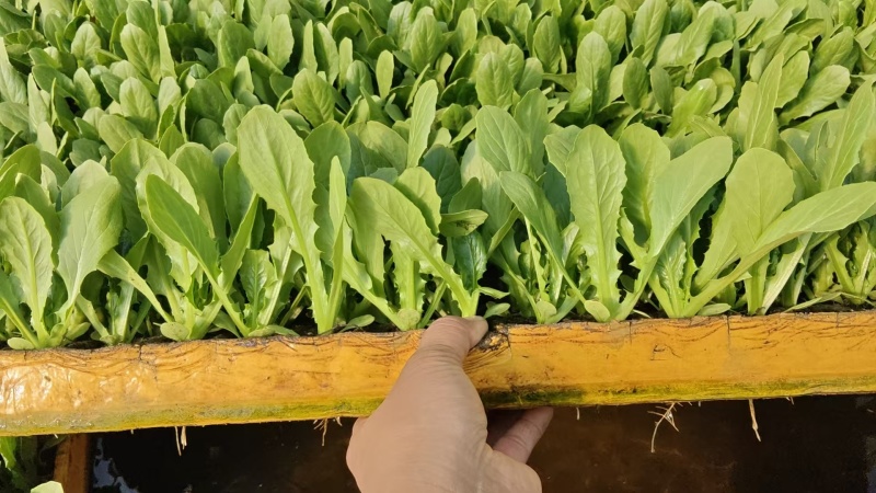 云南油麦菜苗产地发货，根系发达粗壮，提供技术指导，