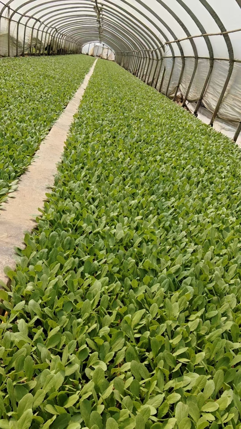 云南油麦菜苗产地发货，根系发达粗壮，提供技术指导，