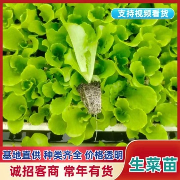 云南生菜苗产地发货,根系发达粗壮,提供技术指导,