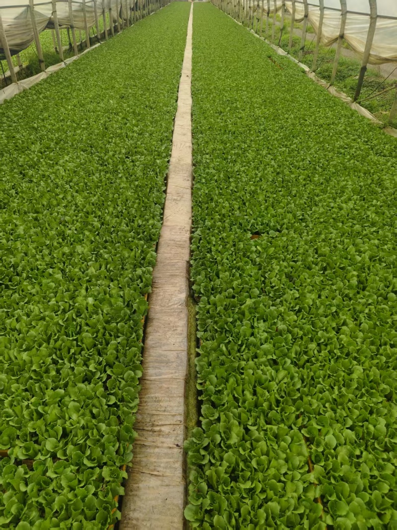 云南生菜苗产地发货，根系发达粗壮，提供技术指导，