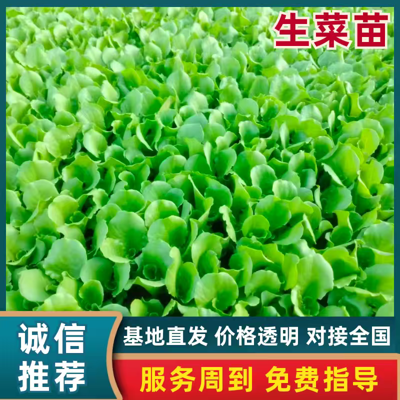 云南生菜苗产地发货，根系发达粗壮，提供技术指导，