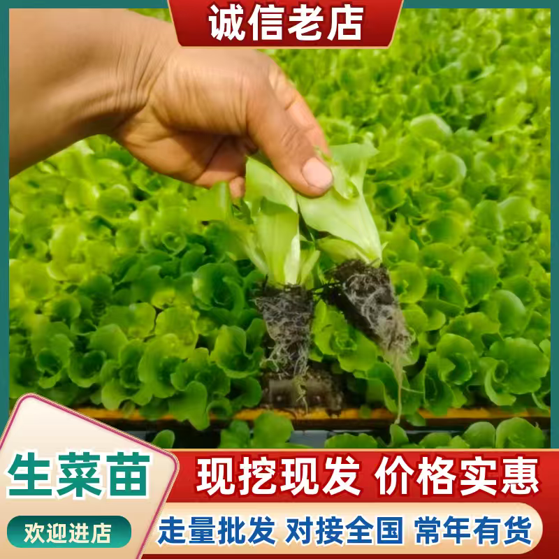 云南生菜苗产地发货，根系发达粗壮，提供技术指导，