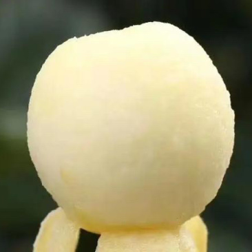 浙江宁海一市白枇杷