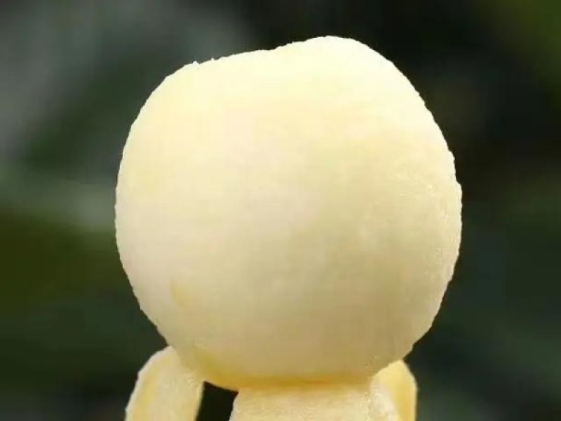 白沙枇杷