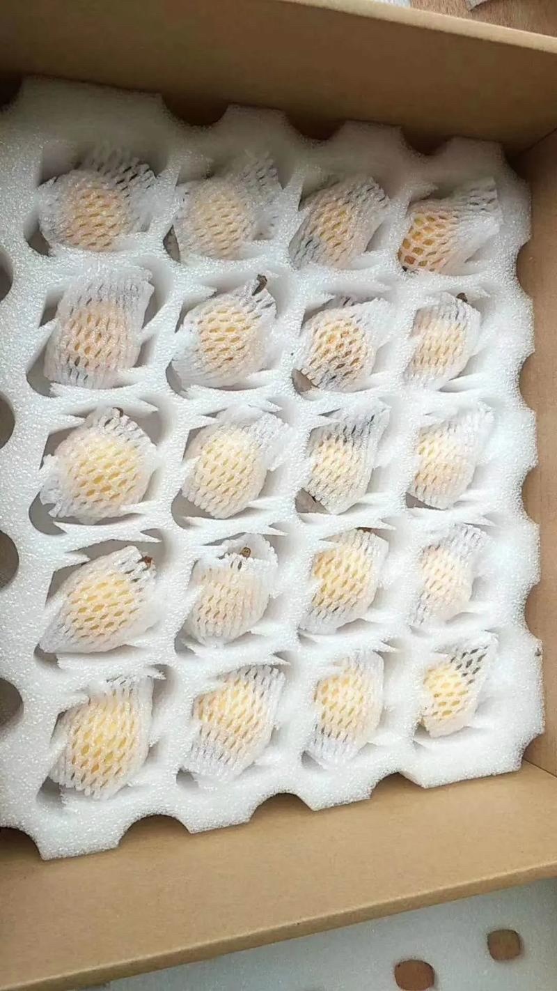 白沙枇杷