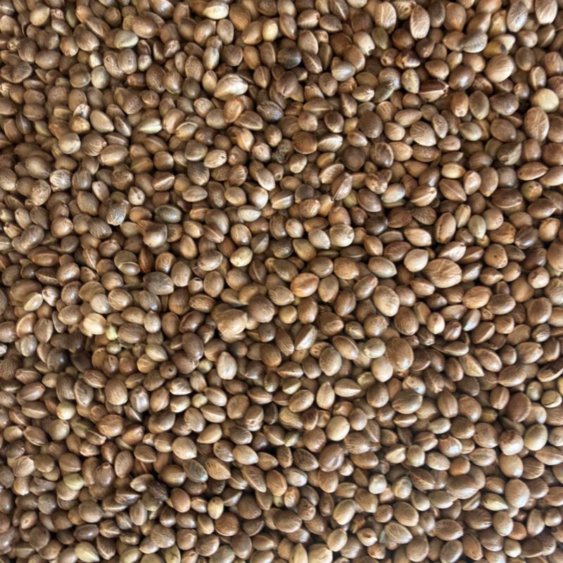 火麻仁各种规格货源充足大量从优