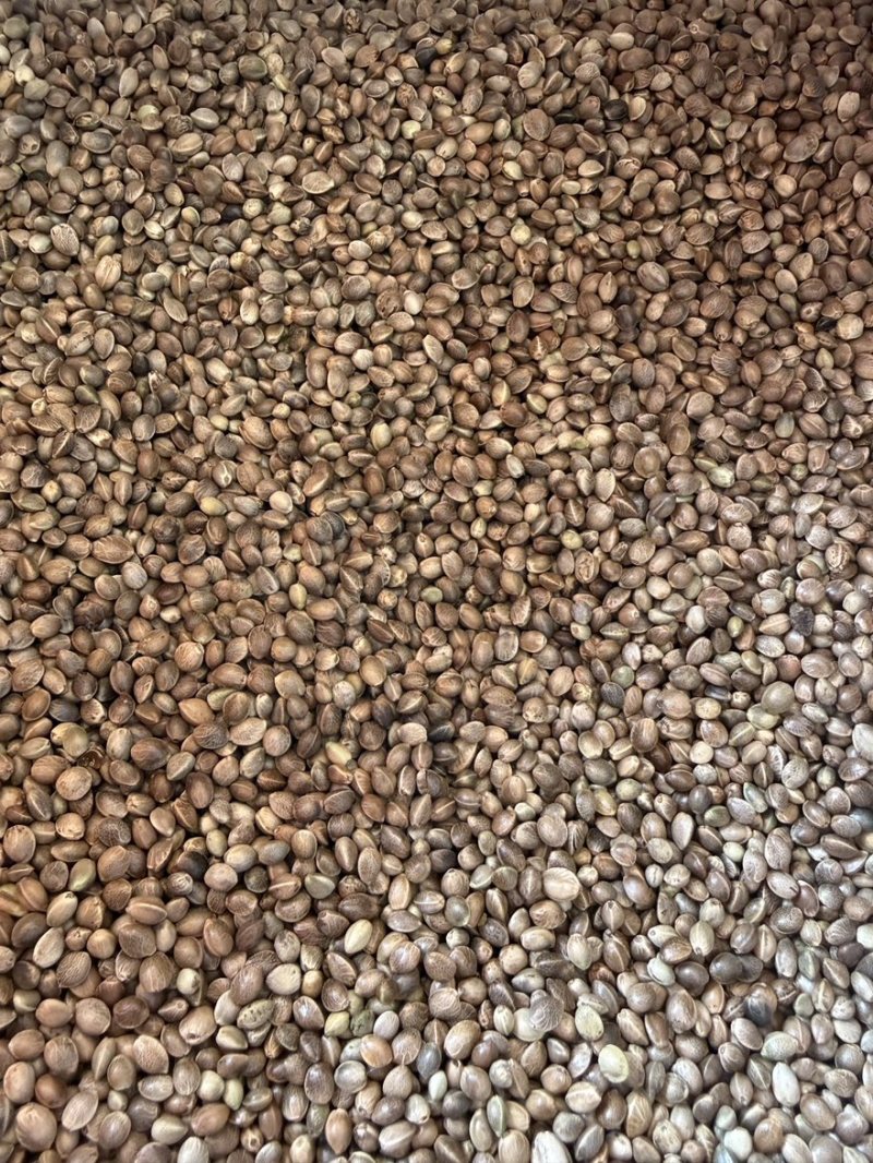 现货火麻仁大货各种规格批量批发货源稳定长期供货量大从优