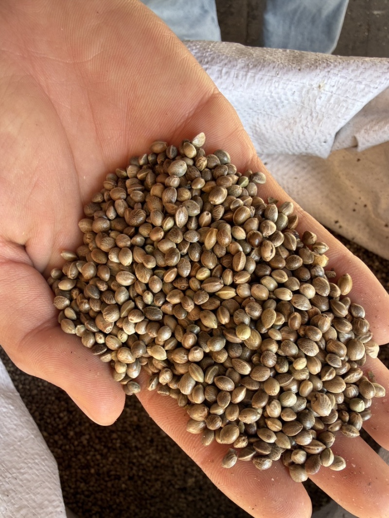 现货火麻仁大货各种规格批量批发货源稳定长期供货量大从优