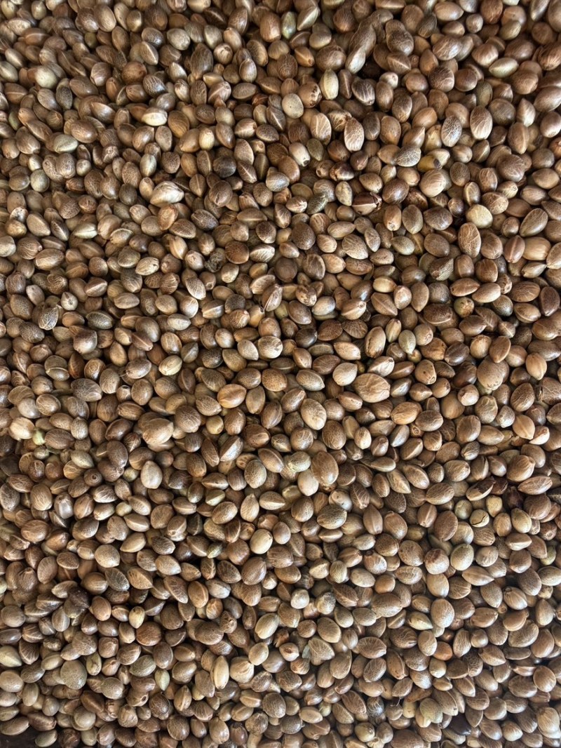 现货火麻仁大货各种规格批量批发货源稳定长期供货量大从优
