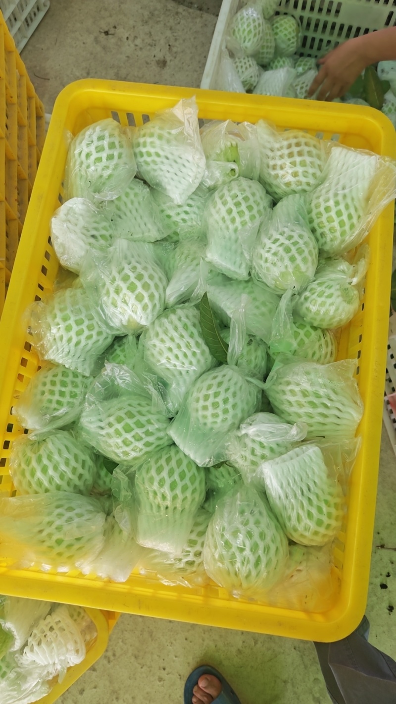 广西北流白心番石榴脆甜现摘产地直发