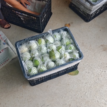 广西北流白心番石榴脆甜现摘产地直发