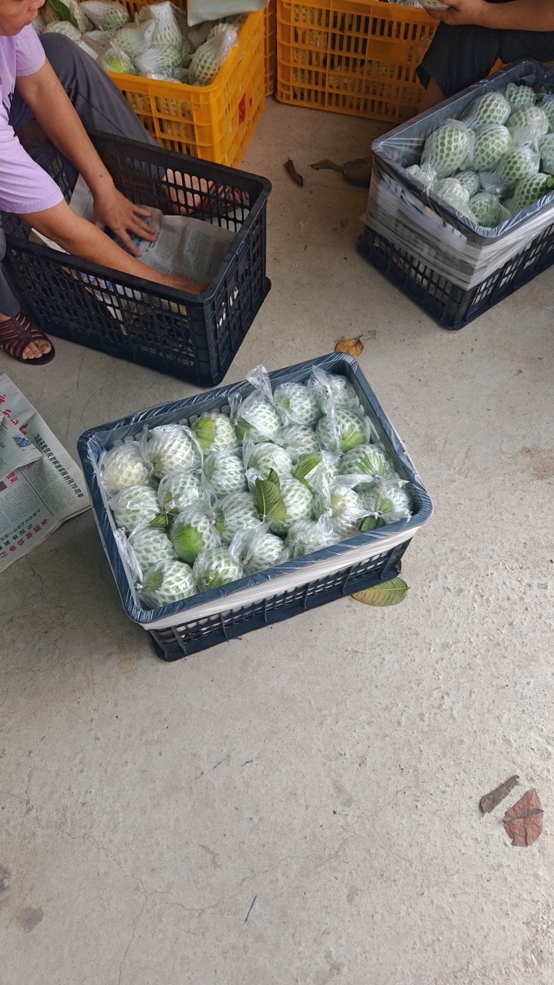 广西北流白心番石榴脆甜现摘产地直发