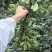 九叶青花椒正式上市了