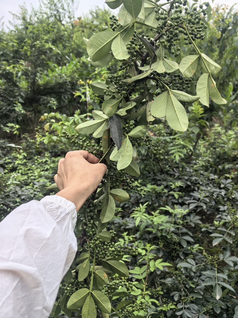 九叶青花椒正式上市了